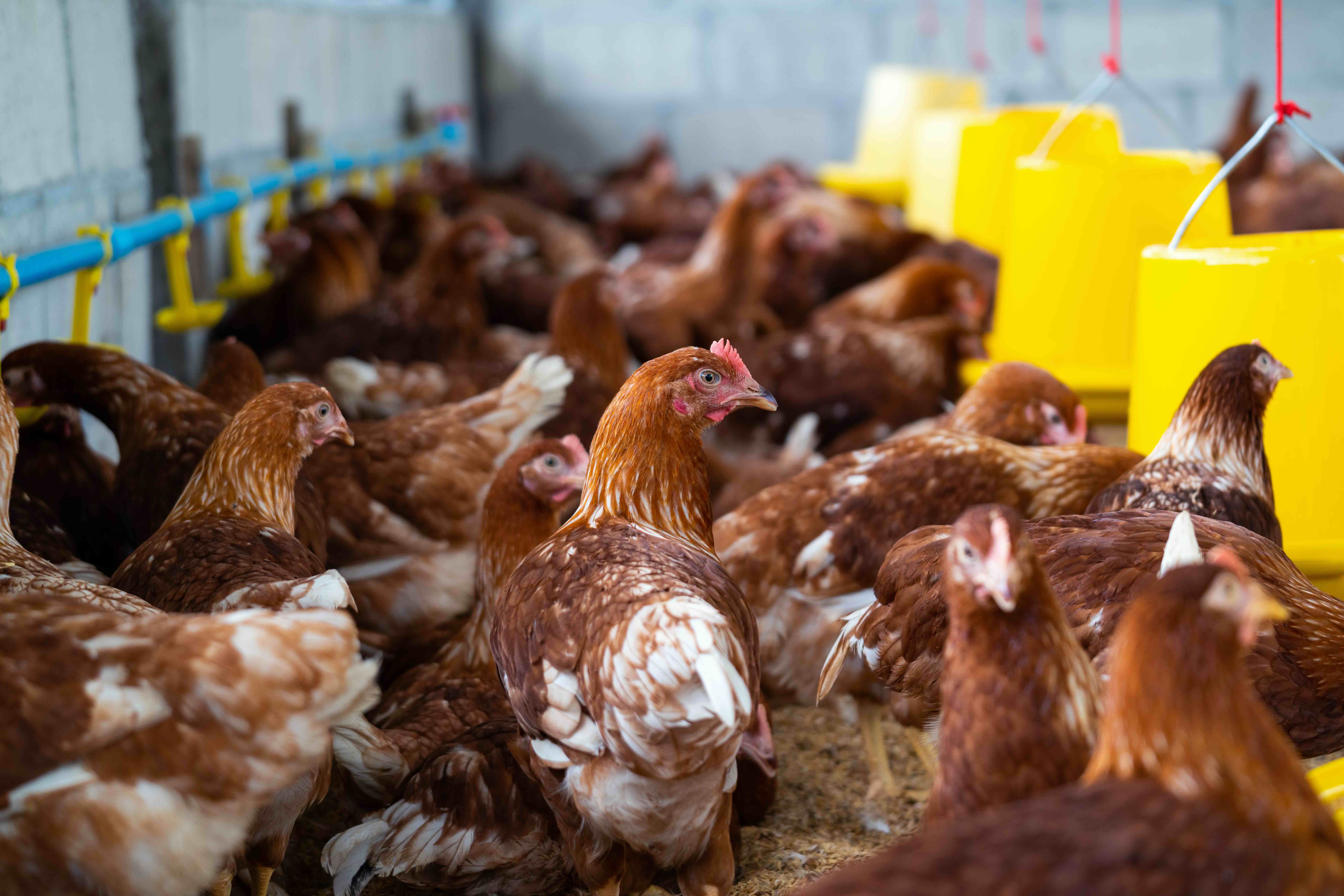 Chickens on the farm