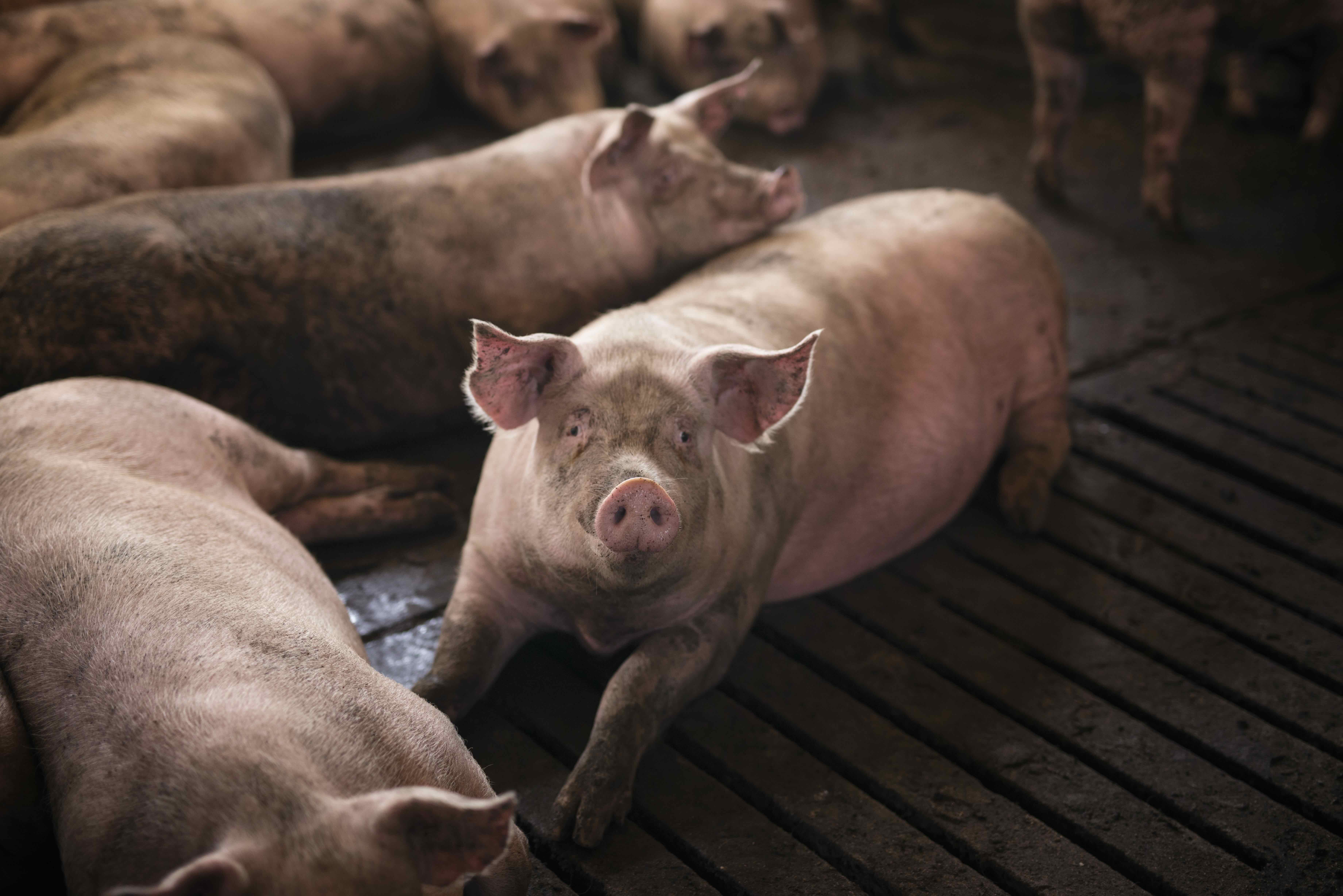 Pigs on the farm