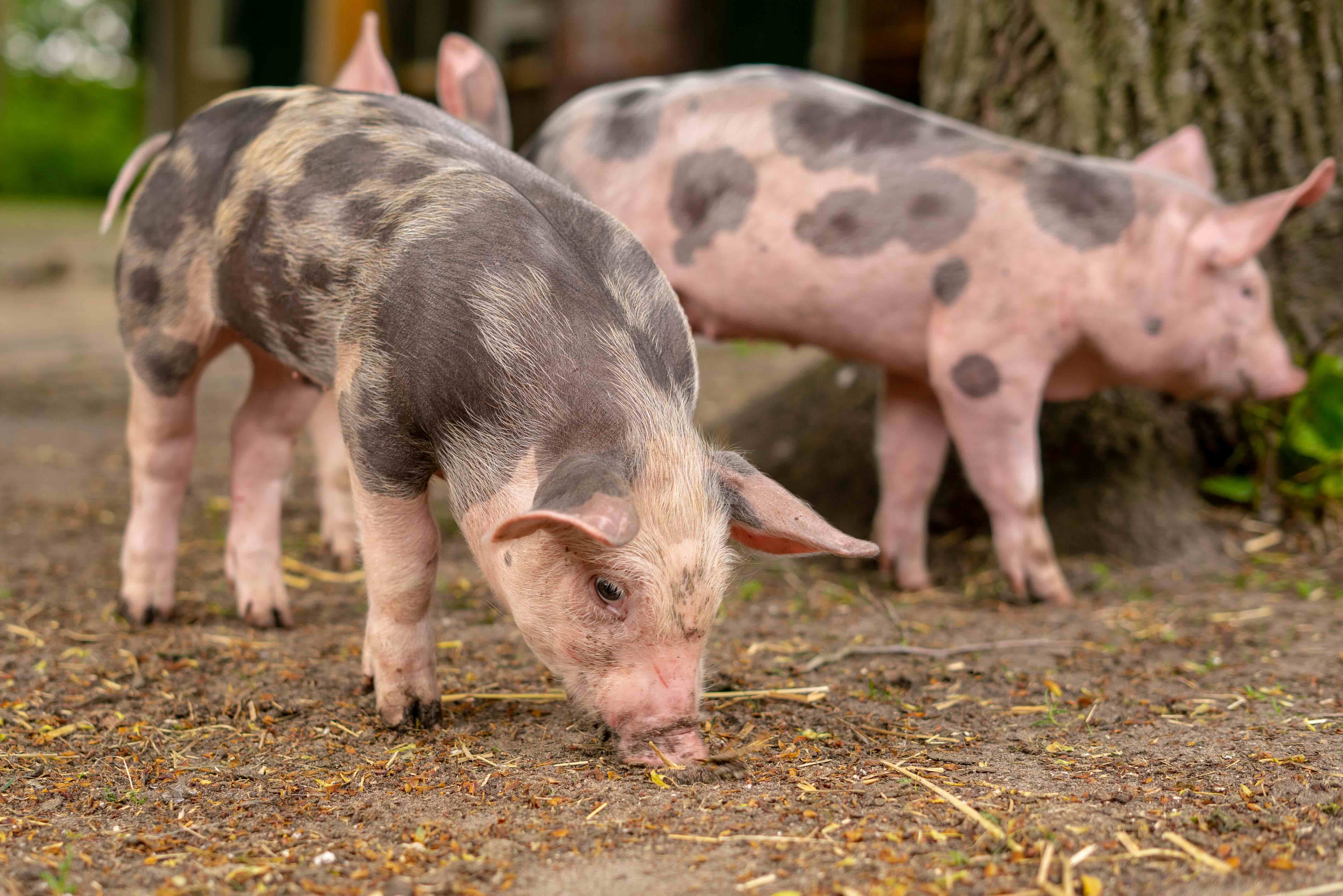 Fresh pork